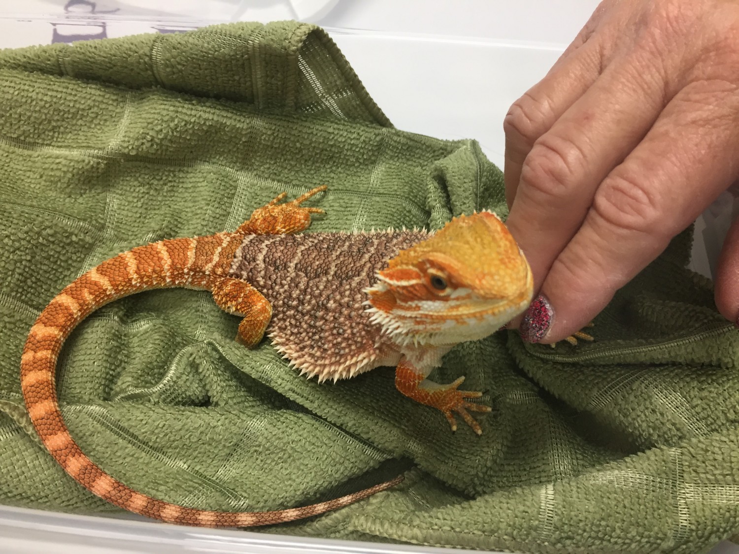 Bearded Dragon Care Guide  Long Island Avian and Exotic Vet Clinic