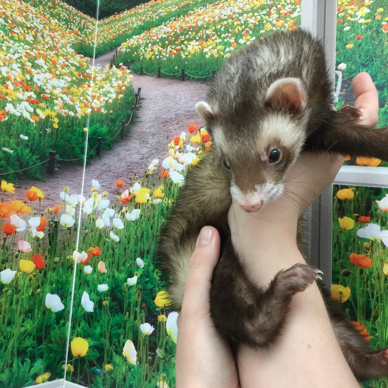  Ferret Care at Little Critters Veterinary Hospital Gilbert, AZ