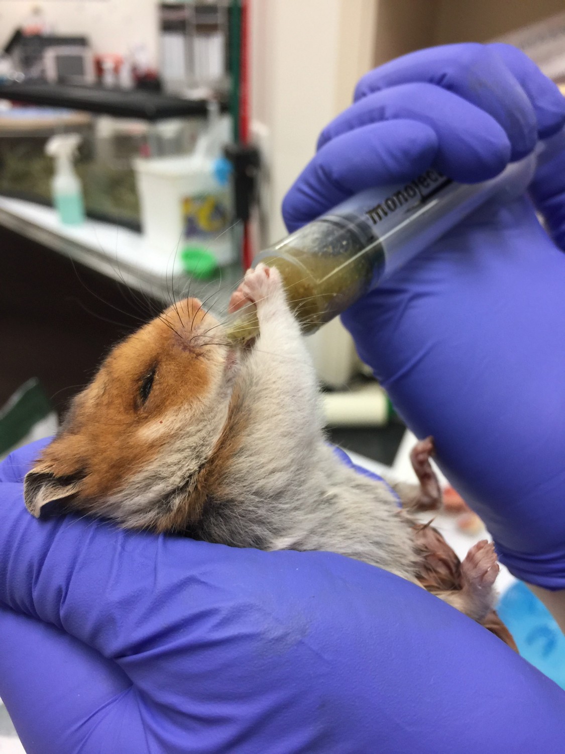 Hamster Care at Little Critters Veterinary Hospital Gilbert, AZ