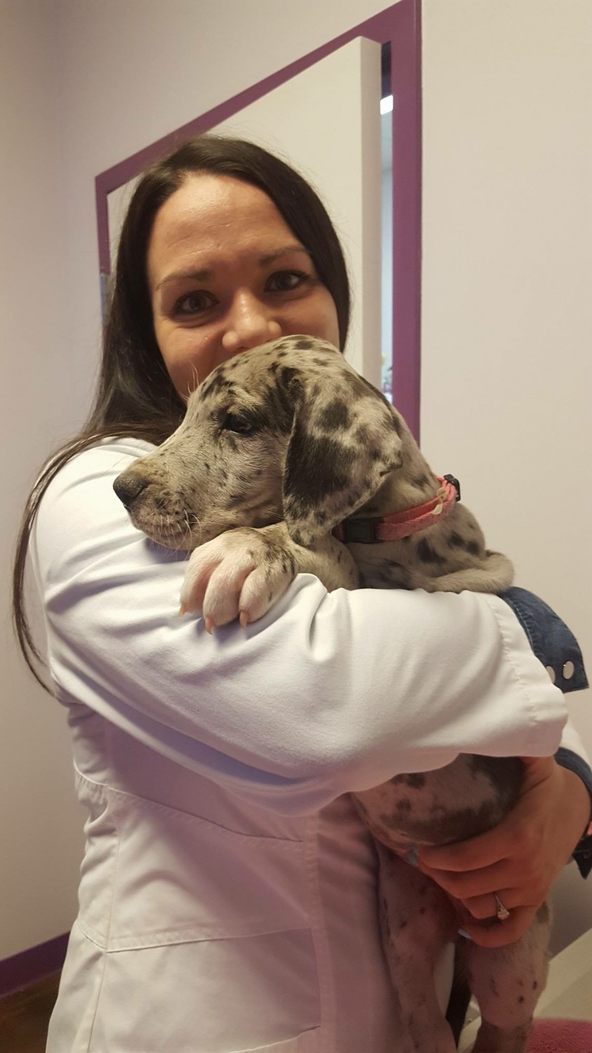 Dr. Andrea L. Swisher at Little Critters Veterinary Hospital in Gilbert, AZ. Providing Canine & Feline Care. Dr. Andrea L. Swisher at Little Critters Veterinary Hospital in Gilbert, AZ. Providing Canine & Feline Care.