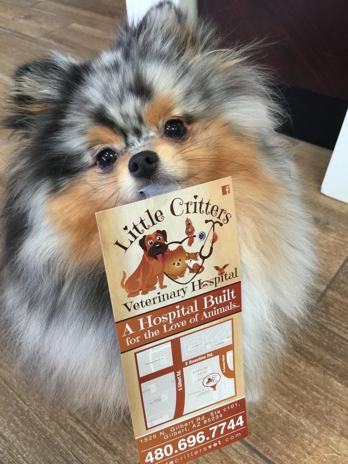 Dog with Brochure