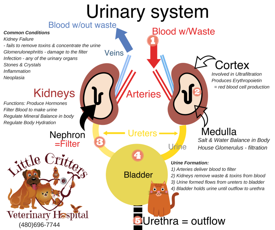 feline kidney anatomy 