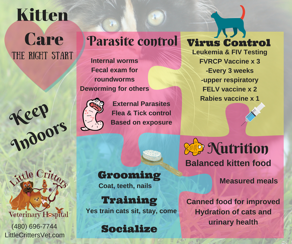 kitten care guide