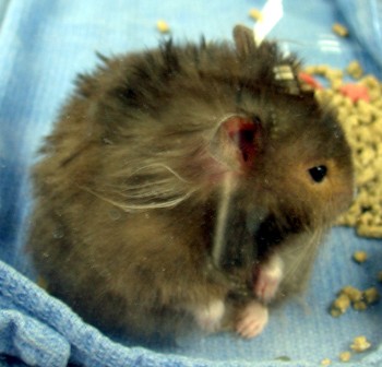 Husbandry and Medical Care of Hamsters - Veterinary Partner - VIN