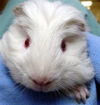 guinea pig