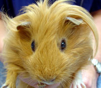 Guinea Pig