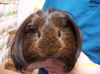 Guinea Pig