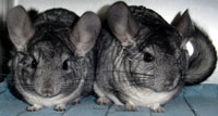 Chinchillas