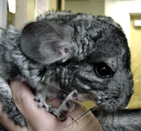 chinchilla