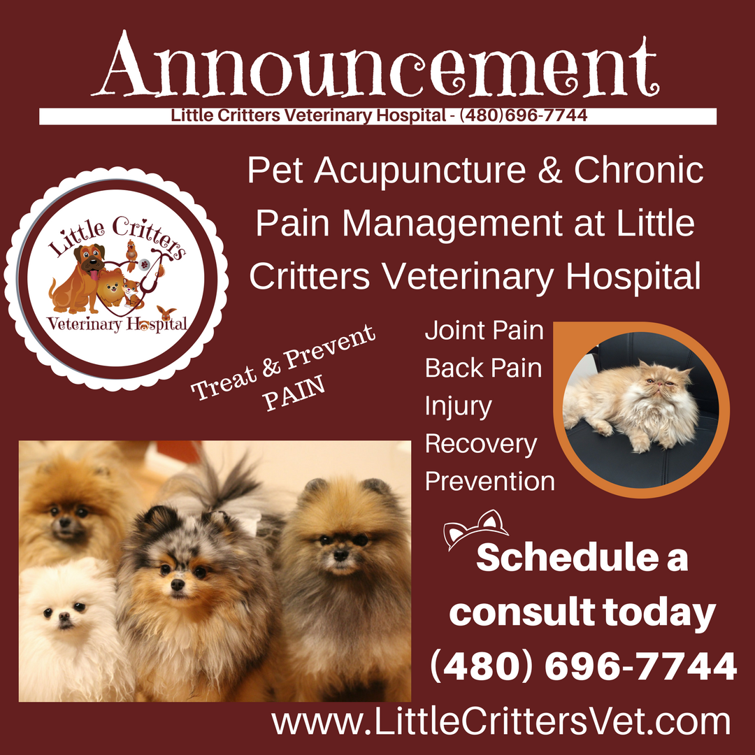 Acupuncture at Little Critters Vet Acupuncture at Little Critters Vet