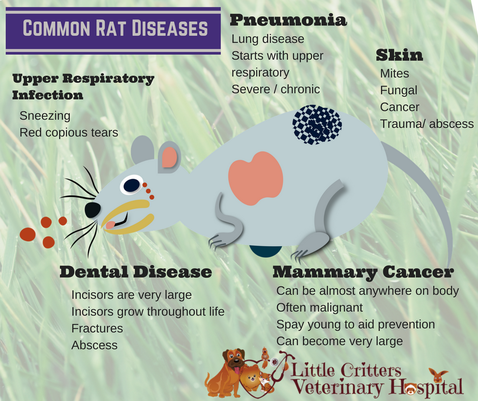 Rat Vet Care at LCVH