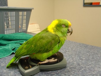 green bird green bird