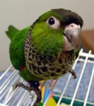 green bird