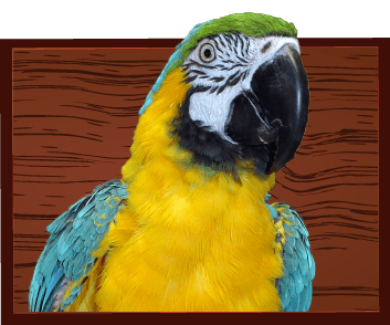 Avian Veterinary Care at Little Critters Veterinary Hospital in Gilbert, AZ Avian Veterinary Care at Little Critters Veterinary Hospital in Gilbert, AZ