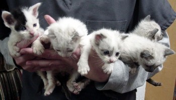 bunch of kittens