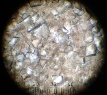 Feline Urinary Crystals