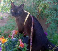 cat on leash