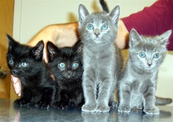 4kittens