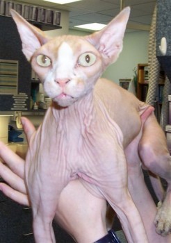 hairless cat