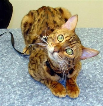 bengal