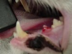 feline dental disease