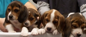 Spay and neuter puppies Spay and neuter puppies