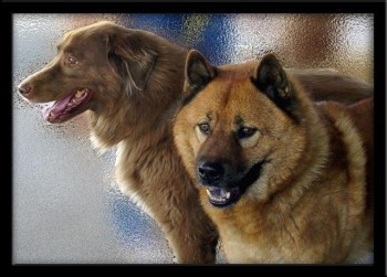 Canine Health Care Plans at Little Critters Vet Canine Health Care Plans at Little Critters Vet