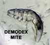 Mites