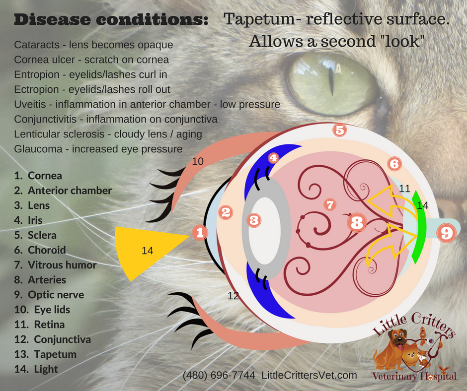 Feline Eye Anatomy 