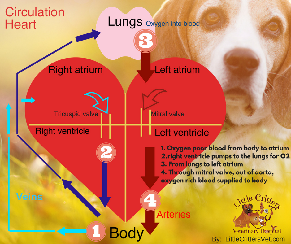 Heart Disease in Dogs