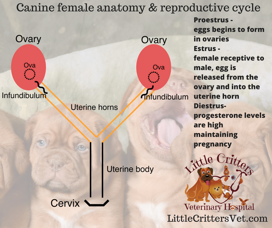 Canine Reproductive Anatomy 