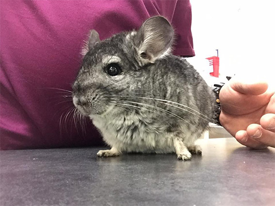 Chinchilla Care at Little Critters Veterinary Hospital Gilbert, AZ