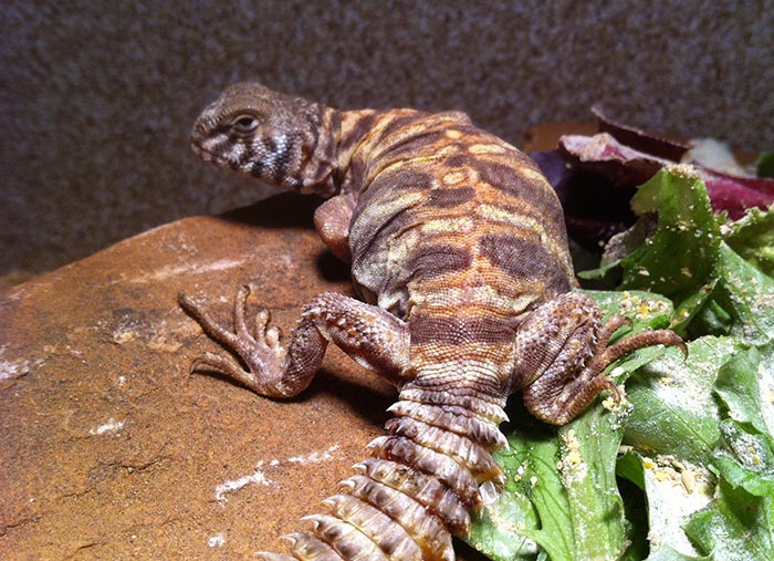 Reptile Veterinary Care at Little Critters Veterinary Hospital in Gilbert, AZ