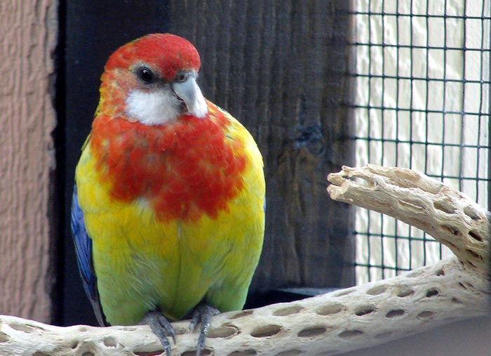 Avian Veterinary Care at Little Critters Veterinary Hospital in Gilbert, AZ