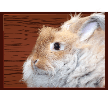 Small Mammary- Rabbit, Guinea Pig, Chinchilla, Rodent Veterinary Care at Little Critters Veterinary Hospital in Gilbert, AZ Small Mammary- Rabbit, Guinea Pig, Chinchilla, Rodent Veterinary Care at Little Critters Veterinary Hospital in Gilbert, AZ