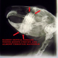 rabbit dental x-ray 