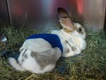 rabbit rabbit
