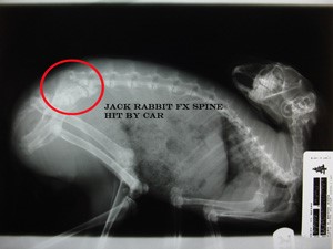 xray
