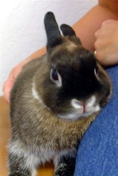 rabbit rabbit