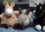 rabbit