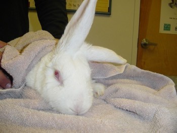rabbit