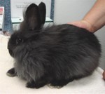 rabbit