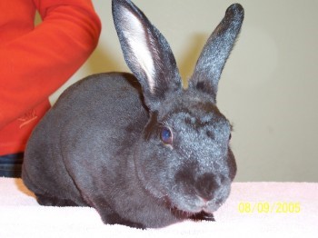 rabbit rabbit