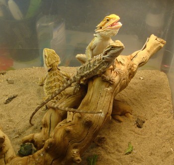 Bearded Dragons