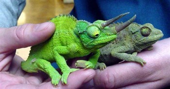 Chameleons