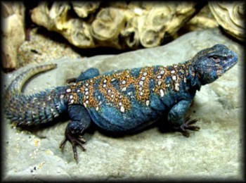 UROMASTYX LIZARDS