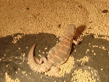 Help!! My uro is eating the crushed walnut shells when he has a whole plate  of food what do I do? : r/reptiles