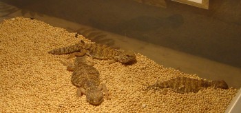 Help!! My uro is eating the crushed walnut shells when he has a whole plate  of food what do I do? : r/reptiles