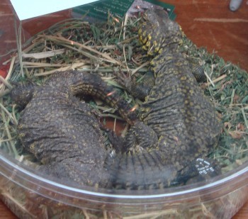 UROMASTYX LIZARDS