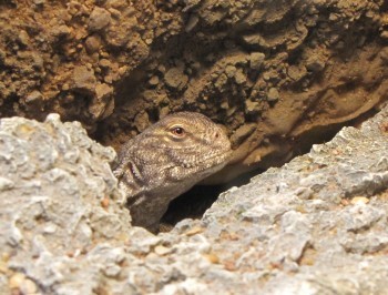 UROMASTYX LIZARDS